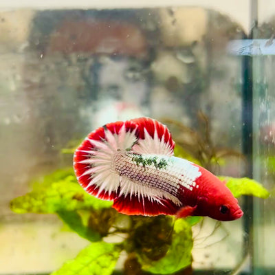 Plakat Red Fancy Copper Male Betta #061