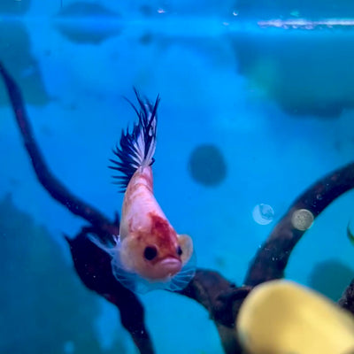 Betta Male Crowntail Koi Tancho #M14