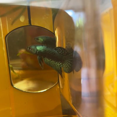 Green Alien Hybrid Wild - Male Betta