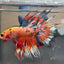 Betta Male Crowntail Orange Koi #193