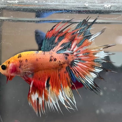 Betta Male Crowntail Orange Koi #193