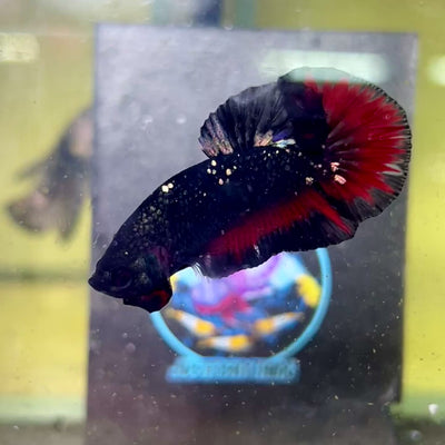 Avarta Stardust Vampire Plakat - Male Betta 028