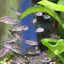 Cá Corydoras lùn