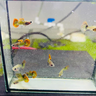 Guppy Fish Red Dragon Short