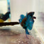 Wild Mahachai Green Male Betta Fish #079