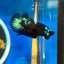 Avarta Nebula Plakat - Male Betta 138 Homebred