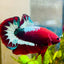 Plakat Red Fancy Male Betta #083