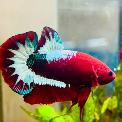 Plakat Red Fancy Male Betta #083