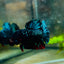 Plakat Avatar Nebula Male Betta #127