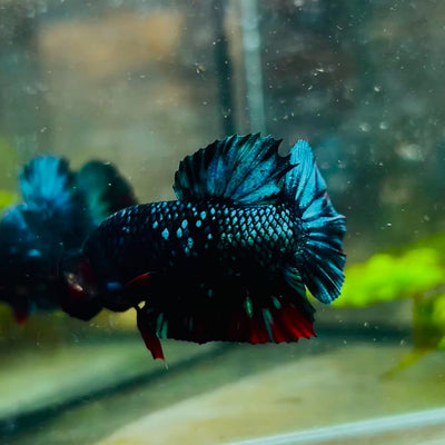 Plakat Avarta Nebula Male Betta #127