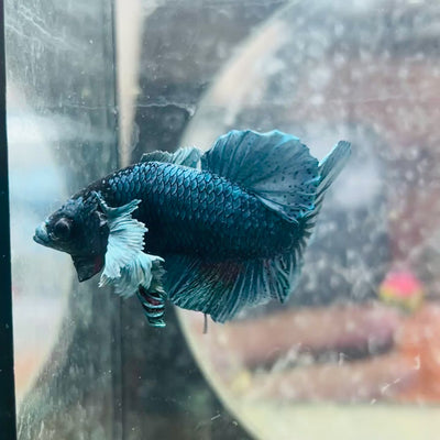 Dumbo Steel Blue Plakat - Male Betta N41