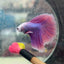 Halfmoon Purple Pink - Male Betta 131