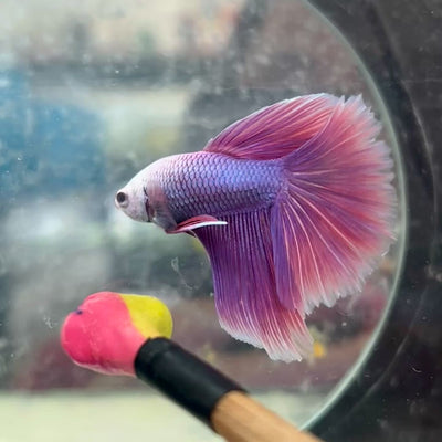 Halfmoon Purple Pink - Male Betta 131