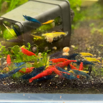Skittles Neocaridina Shrimp - Multicolor - Good Grade