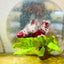 Red Koi Copper Plakat - Female Betta #143