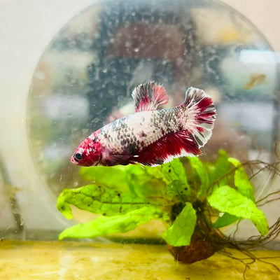Red Koi Copper Plakat - Female Betta #143