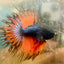 Betta Male Crowntail Orange Black #029