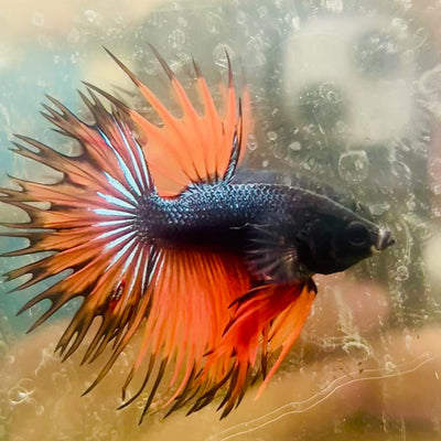 Betta Male Crowntail Orange Black #029