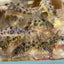 Corydoras High Fins Peppered