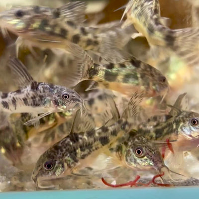 Corydoras High Fins Peppered