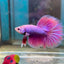 Purple Pink Halfmoon - Male Betta 047