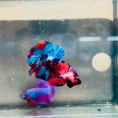 Plakat Red Koi Candy Male Betta #036