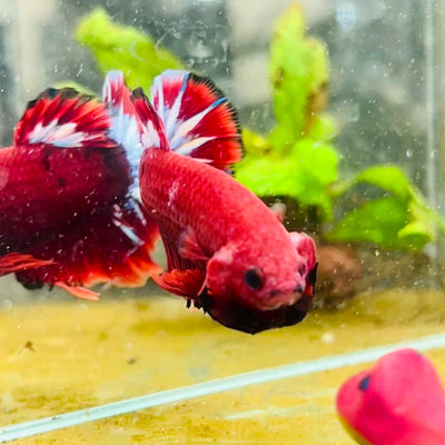 Plakat Red Fancy Male Betta #027