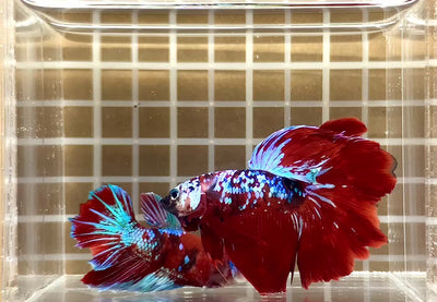 Cá Betta Koi Red Halfmoon