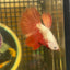 Red Dragon Halfmoon - Male Betta 079