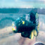 Plakat Bumble Bee Yellow Male Betta #169