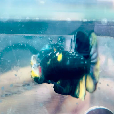 Plakat Bumble Bee Yellow Male Betta #169