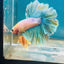 Feather Tail Light Blue King - Male Betta 180