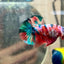 Plakat Nemo Galaxy Male Betta #141