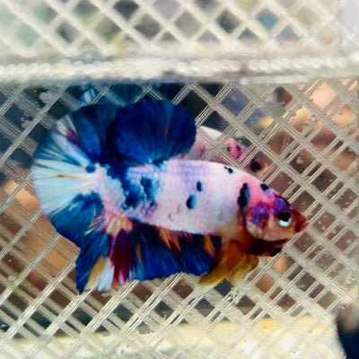 Plakat Koi White Candy Male Betta #jul30