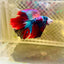 Halfmoon Red Koi Galaxy - Male Betta #148