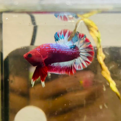 Plakat Red Fancy Male Betta #187