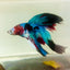 Halfmoon Red Koi Galaxy - Male Betta #Jul33
