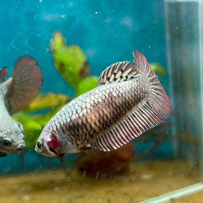 Plakat Alien Samurai Female Betta #A216
