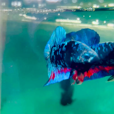 Plakat Avarta Nebula Male Betta #Ma29