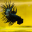 Betta Male Crowntail Black Orchid #132