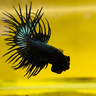 Betta Male Crowntail Black Orchid #132