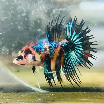 Crowntail Multicolor Male Betta #043