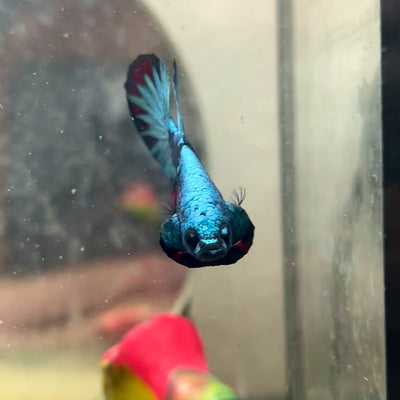 Plakat Avatar Nebula Male Betta #110