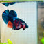 Plakat Black Nemo Male Betta #161