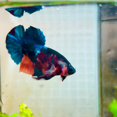 Plakat Black Nemo Male Betta #161