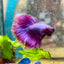 Halfmoon Purple Pink - Male Betta F29