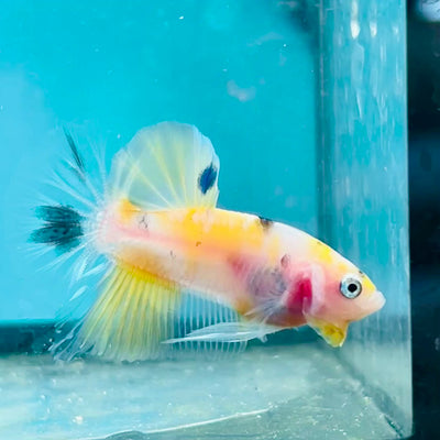 Yellow Koi Galaxy Plakat - Male Betta 068