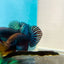 Betta Mahachai Grey Spade Tail Male #MA18