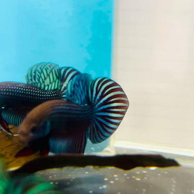 Betta Mahachai Grey Spade Tail Male #MA18