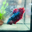 Betta Male Plakat Red Purple Galaxy #166